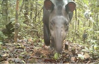Camera-Trap Photography Image 2