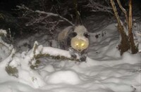 Camera-Trap Photography Image 3