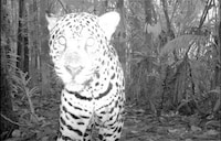Camera-Trap Photography Image 4