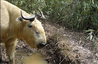 Camera-Trap Photography Image 5