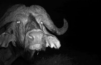 Camera-Trap Photography Image 6