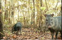 Camera-Trap Photography Image 7