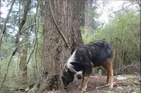 Camera-Trap Photography Image 8