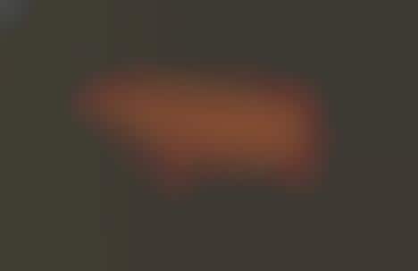 Animal Skeleton Accessories