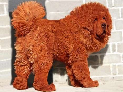 Million Dollar Puppies