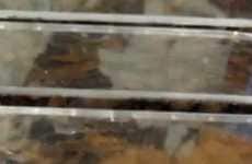 Live Cockroach Billboards