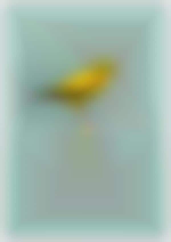 Explosive Avian Awareness Art
