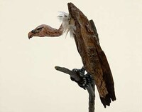 Avian Word Art Image 3