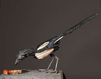 Avian Word Art Image 4