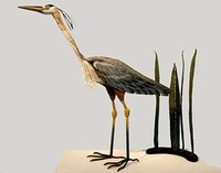Avian Word Art Image 5