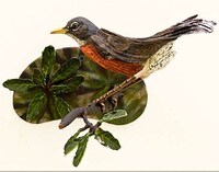 Avian Word Art Image 8