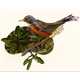 Avian Word Art Image 8
