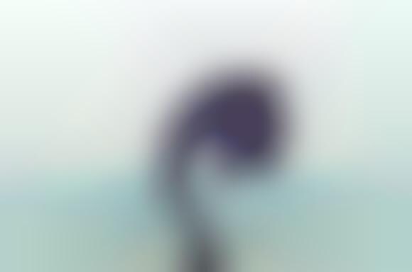 Softly Shot Photography
