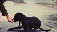 Skateboarding on Dogs Image 3