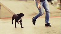 Skateboarding on Dogs Image 5