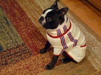 Personal Stylists for Dogs Image 2