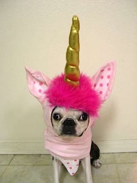 Personal Stylists for Dogs Image 3