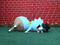 Personal Stylists for Dogs Image 4