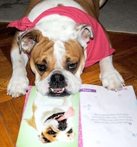 Personal Stylists for Dogs Image 6