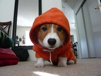 Personal Stylists for Dogs Image 7