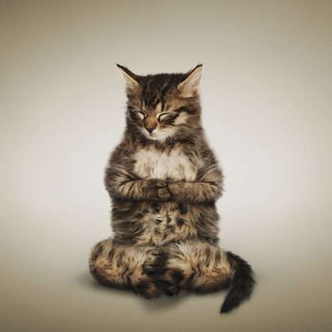 Flexing Feline Photography