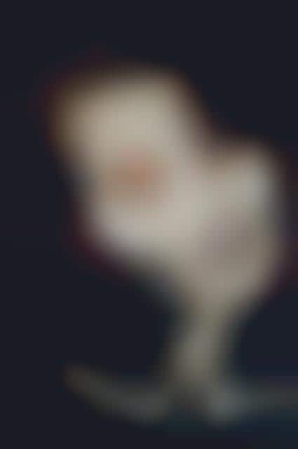 Staring Skeleton Photography