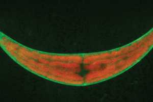 Chemical-Cleaning Algae: Detoxifying Nuclear Waste and Strontium 90 ...
