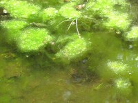 Chemical-Cleaning Algae Image 2
