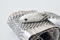 Snakeskin Waistlines Image 7