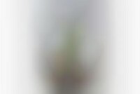 Irregular Cactus Cases Image 1