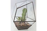 Irregular Cactus Cases