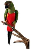 Pet Bird Diapers