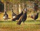 Wild Turkeys