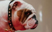 Â£500,000 Ruff Diamonds Dog Collar Image 2