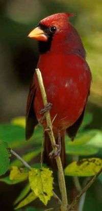 Bird Population Down But Not Out Image 2