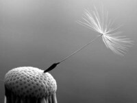 Real Dandelion Seed LED Lamp Image 3
