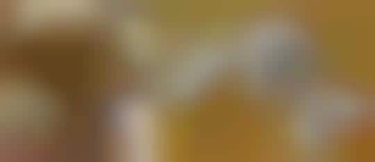 Camera Your Pet Wears