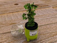 Encapsulated Herb Gardens Image 5