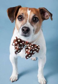 Chic Canine Collars Image 2
