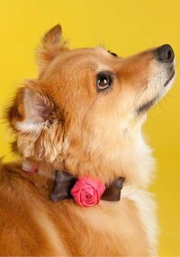 Chic Canine Collars Image 3