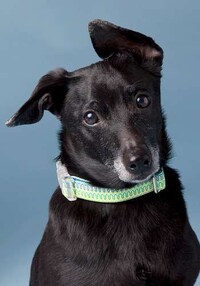 Chic Canine Collars Image 4
