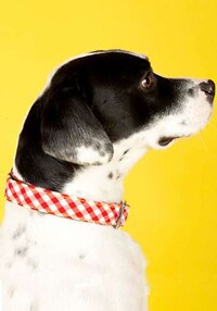 Chic Canine Collars Image 5