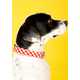 Chic Canine Collars Image 5