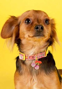 Chic Canine Collars Image 6