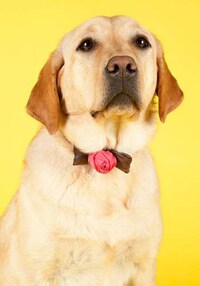 Chic Canine Collars Image 7