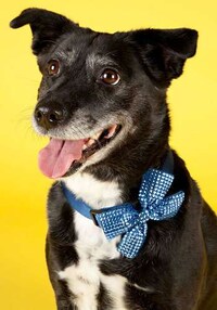 Chic Canine Collars Image 8