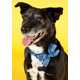 Chic Canine Collars Image 8