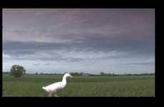 Quacking Connection Ads