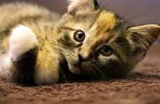 Conversing Kitten Campaigns