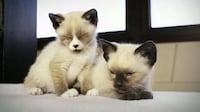 Conversing Kitten Campaigns Image 3